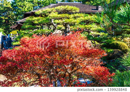 【特別風景名勝】栗林庭園:晚秋景色-香川縣高松市吊鐘樹秋葉與菊月亭 【特別風景名勝】栗林庭園:晚秋景色-香川縣高松市吊鐘樹秋葉與菊月亭 139928848