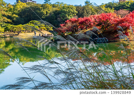 【特別風景名勝】栗林庭園,晚秋景色:楓島上的蒲葦和紅葉(5),香川縣高松市 【特別風景名勝】栗林庭園,晚秋景色:楓島上的蒲葦和紅葉(5),香川縣高松市 139928849