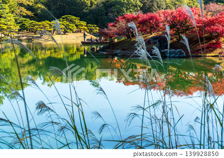 【特別風景名勝】栗林庭園,深秋景色:楓島上的蒲葦和紅葉(第四部分),香川縣高松市 【特別風景名勝】栗林庭園,深秋景色:楓島上的蒲葦和紅葉(第四部分),香川縣高松市 139928850