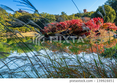 [Special Place of Scenic Beauty] Ritsurin Garden, Late Autumn Scenery: Pampas Grass and Autumn Leaves on Kaedejima Island (Part 3), Takamatsu City, Kagawa Prefecture 139928851