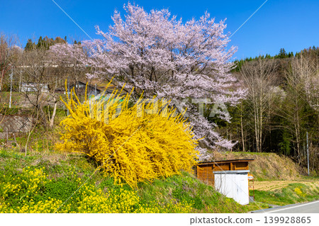 Spring flowers such as cherry blossoms and forsythia near the Joju Observation Deck on the Ogawa Alps Line in Setogawa, Ogawa Village, Kamiminochi District, Nagano Prefecture. Spring flowers such as cherry blossoms and forsythia near the Joju Observation Deck on the Ogawa Alps Line in Setogawa, Ogawa Village, Kamiminochi District, Nagano Prefecture. 139928865