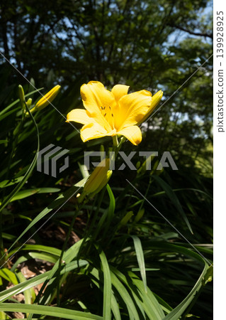 「公園」（五月）[素材] 公園花壇裡盛開的五彩繽紛的花朵 139928925