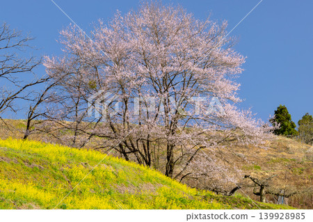 A view of cherry blossoms and rapeseed flowers on a hill near the Joju Observation Deck on the Ogawa Alps Line in Setogawa, Ogawa Village, Kamiminochi District, Nagano Prefecture. A view of cherry blossoms and rapeseed flowers on a hill near the Joju Observation Deck on the Ogawa Alps Line in Setogawa, Ogawa Village, Kamiminochi District, Nagano Prefecture. 139928985