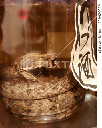 Okinawan Habu Sake: Close-up of a coiled snake in a glass bottle. Okinawa | Travel Media, Okinawan Culture Introduction Materials, Tourism Blog Okinawan Habu Sake: Close-up of a coiled snake in a glass bottle. Okinawa | Travel Media, Okinawan Culture Introduction Materials, Tourism Blog 139929019