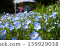 Nemophila at Aiyama Garden Nemophila at Aiyama Garden 139929038