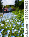 Nemophila at Aiyama Garden Nemophila at Aiyama Garden 139929039