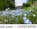 Nemophila at Aiyama Garden Nemophila at Aiyama Garden 139929040