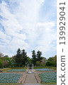 Nemophila at Aiyama Garden Nemophila at Aiyama Garden 139929041