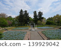 Nemophila at Aiyama Garden Nemophila at Aiyama Garden 139929042