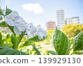 「公園」（五月）[素材] 公園花壇裡盛開的五彩繽紛的花朵 139929130