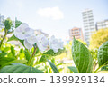 「公園」（五月）[素材] 公園花壇裡盛開的五彩繽紛的花朵 139929134