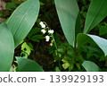 Lilies of the valley in the forest 139929193