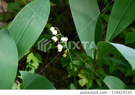 Lilies of the valley in the forest Lilies of the valley in the forest 139929193