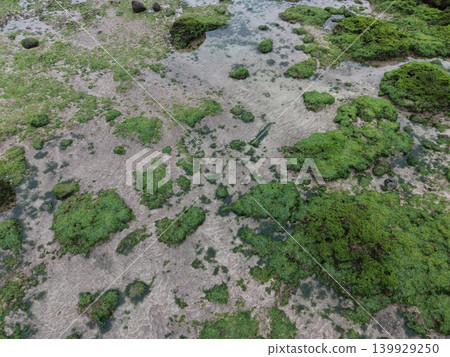 seaweed 139929250