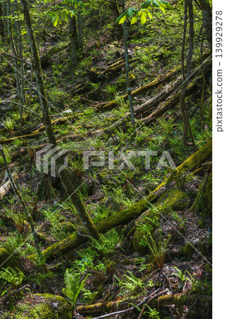 【中房谷】長滿苔蘚和蕨類的森林【穗高，安曇野市】 139929278