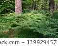 Lush green ferns growing on the forest floor in summer 139929457