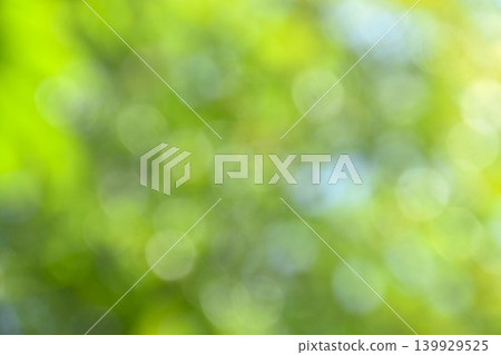 blurry light of leaf plant and tree in sky background with sunny day on garden blurry light of leaf plant and tree in sky background with sunny day on garden 139929525
