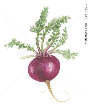 Maca painted in watercolor, red 139929536