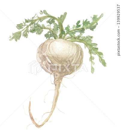 Maca painted in watercolor, white 139929537