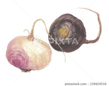 Maca painted in watercolor: white and red 139929538