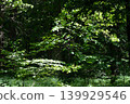 Sunlight filtering through green leaves in a forest 139929546