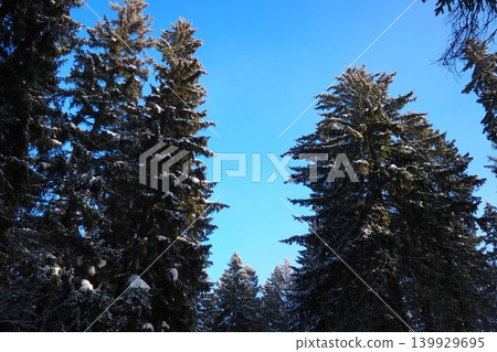 Tall spruce and fir trees reach towards the clear blue sky in Taiga Karelia. There is snow on the branches and the forest is quiet in the winter season Tall spruce and fir trees reach towards the clear blue sky in Taiga Karelia. There is snow on the branches and the forest is quiet in the winter season 139929695