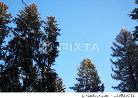 Spruce and fir trees rise high against a clear blue sky in the Taiga of Karelia. Snow covers the branches as sunlight filters through the trees 139929711
