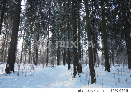 Tall spruce and fir trees fill the snowy landscape of Taiga Karelia. The ground is blanketed in snow and pathways are visible. Sunlight filters through the branches creating patterns on the snow Tall spruce and fir trees fill the snowy landscape of Taiga Karelia. The ground is blanketed in snow and pathways are visible. Sunlight filters through the branches creating patterns on the snow 139929716