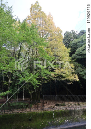 Landscape with autumn leaves 139929736