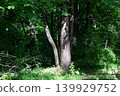 Sunlight filtering through dense green forest trees 139929752