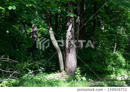 Sunlight filtering through dense green forest trees Sunlight filtering through dense green forest trees 139929752