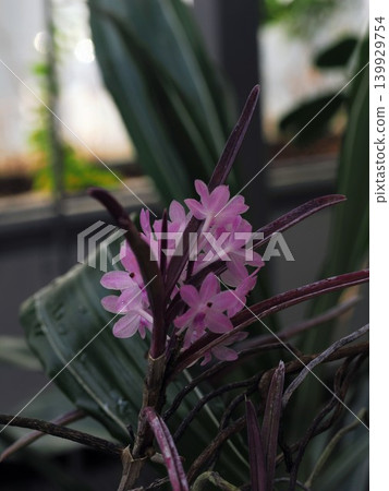 在植物園用微距鏡頭拍攝的一朵可愛的粉紅色花朵,上面掛著一顆露珠。 在植物園用微距鏡頭拍攝的一朵可愛的粉紅色花朵,上面掛著一顆露珠。 139929754