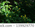 Yellow buttercups in the forest 139929770