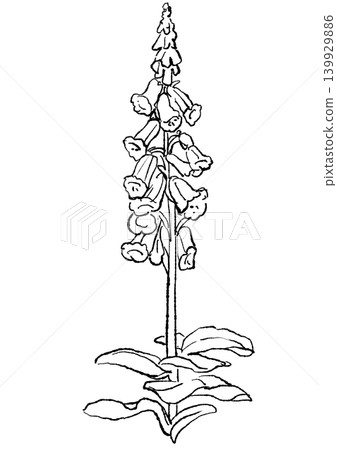 A hand-drawn line art illustration of foxglove flowers in full bloom. A hand-drawn line art illustration of foxglove flowers in full bloom. 139929886