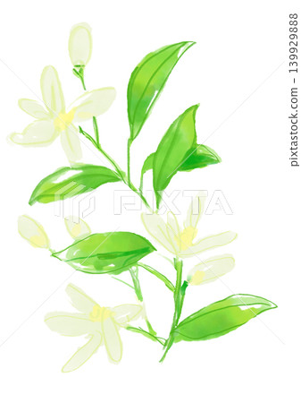一幅手繪水彩插圖,描繪了盛開的茉莉花。 一幅手繪水彩插圖,描繪了盛開的茉莉花。 139929888