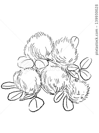 A hand-drawn line art illustration of a smoke tree in full bloom. A hand-drawn line art illustration of a smoke tree in full bloom. 139930028