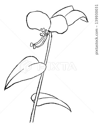 A hand-drawn line art illustration of blooming dayflowers. A hand-drawn line art illustration of blooming dayflowers. 139930031