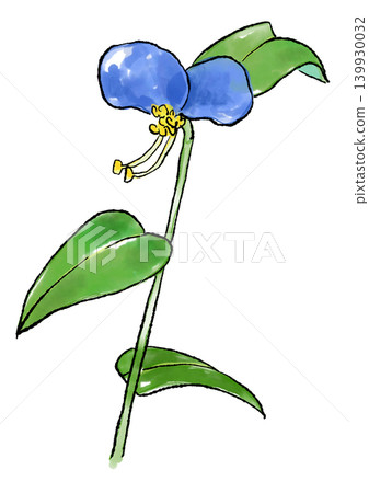 手繪線條畫和水彩插圖，描繪了盛開的鴨跖草。 139930032