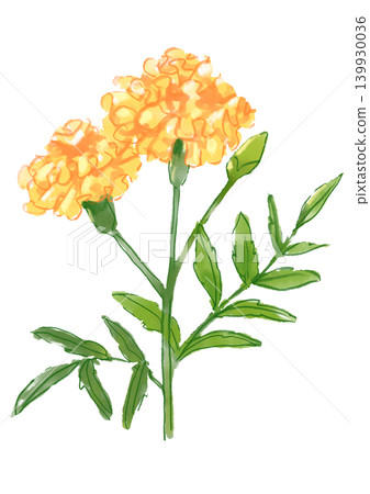 一幅手繪水彩插圖，描繪了盛開的萬壽菊。 139930036