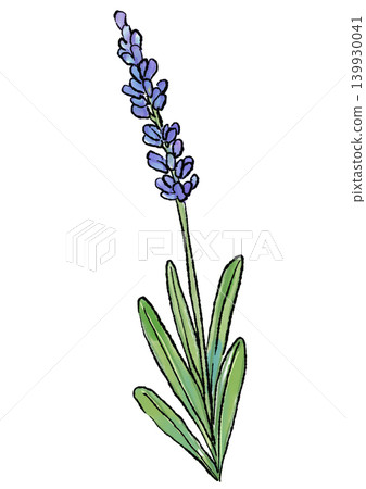 Hand-drawn line art and watercolor illustration of blooming lavender flowers Hand-drawn line art and watercolor illustration of blooming lavender flowers 139930041