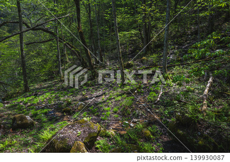 [Nakabusa Valley] Fresh Green Forest [Hotaka, Azumino City] 139930087