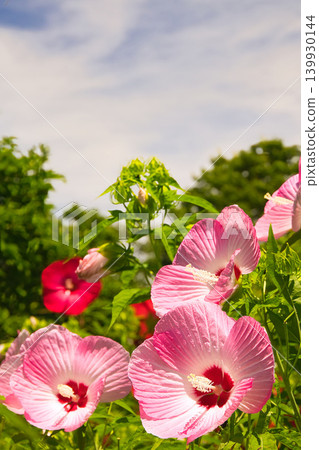 Titan hibiscus flowers evoke images of the tropics. Titan hibiscus flowers evoke images of the tropics. 139930144