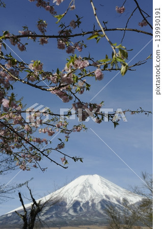 山間櫻花與白雪皚皚的富士山 山間櫻花與白雪皚皚的富士山 139930191