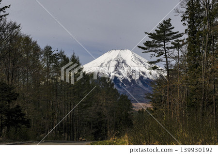 富士山，杉樹參天，殘雪未消。 139930192