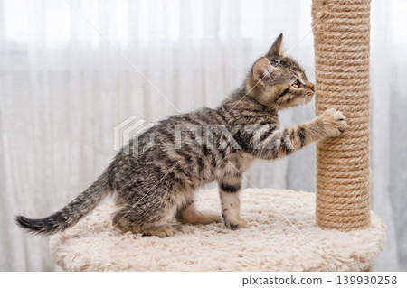 A cute little brown tabby kitten scratching a scratching post A cute little brown tabby kitten scratching a scratching post 139930258