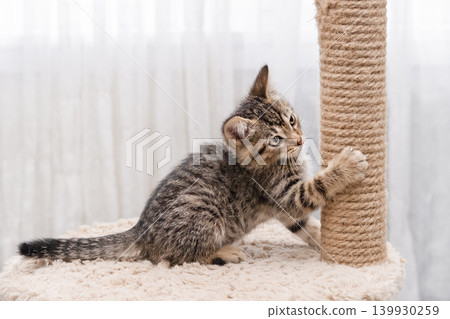 A cute little brown tabby kitten scratching a scratching post A cute little brown tabby kitten scratching a scratching post 139930259