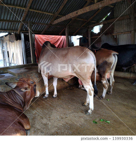 A view of indian bulls resting at cowshed during daytime with good lighting. A view of indian bulls resting at cowshed during daytime with good lighting. 139930336