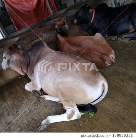 A view of indian bulls resting at cowshed during daytime with good lighting. A view of indian bulls resting at cowshed during daytime with good lighting. 139930338