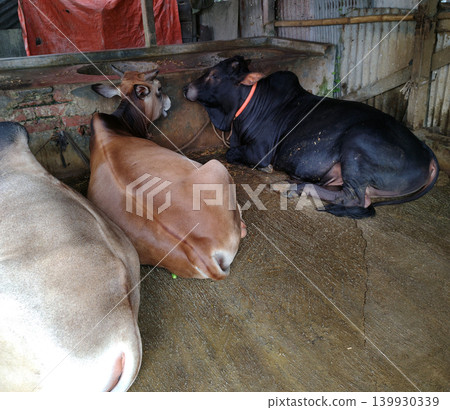 A view of indian bulls resting at cowshed during daytime with good lighting. A view of indian bulls resting at cowshed during daytime with good lighting. 139930339