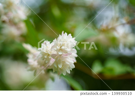 纖細溲疏(Deutzia gracilis)的美麗花朵 纖細溲疏(Deutzia gracilis)的美麗花朵 139930510